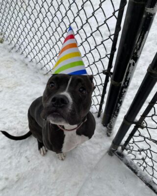 Happy Birthday Kona!

Here at Lakes Region Pet Resort, we also offer dog training, doggy daycare, boarding (for dogs 🐶 and cats 🐱), and a special service called in-home boarding for certain dogs such as older dogs or dogs that need more attention than most. We also offer the option of a board and train so your pets can learn while you're away. 

Call or email us to schedule your pet's next stay! 
.

.

.

#doggyday #doglife #lifewithdogs #itsarufflife #doggydaycarelife #dogbehavior #caninebehavior #dogpack #lifeofadog #dogsoftheday #dogsofinsta #dogsforlife #meredith #lakewinnipesaukee #gooddogs #lakelife #doggolife #doggosofinsta #dogsofinstagram #puppies #dogtraining #obediencetraining