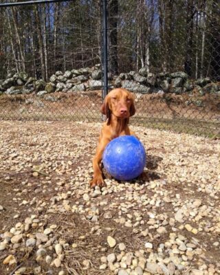 Rua loves her ball!

Here at Lakes Region Pet Resort, we also offer dog training, doggy daycare, boarding (for dogs 🐶 and cats 🐱), and a special service called in-home boarding for certain dogs such as older dogs or dogs that need more attention than most. We also offer the option of a board and train so your pets can learn while you're away. 

Call or email us to schedule your pet's next stay! 
.

.

.

#doggyday #doglife #lifewithdogs #itsarufflife #doggydaycarelife #dogbehavior #caninebehavior #dogpack #lifeofadog #dogsoftheday #dogsofinsta #dogsforlife #meredith #lakewinnipesaukee #gooddogs #lakelife #doggolife #doggosofinsta #dogsofinstagram #puppies #dogtraining #obediencetraining