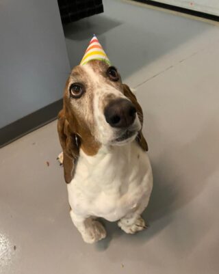 It was Fred’s birthday yesterday but since we didn’t see him we are celebrating today!🎉

Here at Lakes Region Pet Resort, we also offer dog training, doggy daycare, boarding (for dogs 🐶 and cats 🐱), and a special service called in-home boarding for certain dogs such as older dogs or dogs that need more attention than most. We also offer the option of a board and train so your pets can learn while you're away. 

Call or email us to schedule your pet's next stay! 
.

.

.

#doggyday #doglife #lifewithdogs #itsarufflife #doggydaycarelife #dogbehavior #caninebehavior #dogpack #lifeofadog #dogsoftheday #dogsofinsta #dogsforlife #meredith #lakewinnipesaukee #gooddogs #lakelife #doggolife #doggosofinsta #dogsofinstagram #puppies #dogtraining #obediencetraining