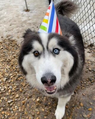 Help us wish Mako a happy 6th birthday! He is spending the day playing with his best friend Tillie!🎂

Here at Lakes Region Pet Resort, we also offer dog training, doggy daycare, boarding (for dogs 🐶 and cats 🐱), and a special service called in-home boarding for certain dogs such as older dogs or dogs that need more attention than most. We also offer the option of a board and train so your pets can learn while you're away. 

Call or email us to schedule your pet's next stay! 
.

.

.

#doggyday #doglife #lifewithdogs #itsarufflife #doggydaycarelife #dogbehavior #caninebehavior #dogpack #lifeofadog #dogsoftheday #dogsofinsta #dogsforlife #meredith #lakewinnipesaukee #gooddogs #lakelife #doggolife #doggosofinsta #dogsofinstagram #puppies #dogtraining #obediencetraining