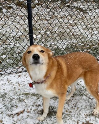 Lots of happy faces playing in the snow today!

Here at Lakes Region Pet Resort, we also offer dog training, doggy daycare, boarding (for dogs 🐶 and cats 🐱), and a special service called in-home boarding for certain dogs such as older dogs or dogs that need more attention than most. We also offer the option of a board and train so your pets can learn while you're away. 

Call or email us to schedule your pet's next stay! 
.

.

.

#doggyday #doglife #lifewithdogs #itsarufflife #doggydaycarelife #dogbehavior #caninebehavior #dogpack #lifeofadog #dogsoftheday #dogsofinsta #dogsforlife #meredith #lakewinnipesaukee #gooddogs #lakelife #doggolife #doggosofinsta #dogsofinstagram #puppies #dogtraining #obediencetraining