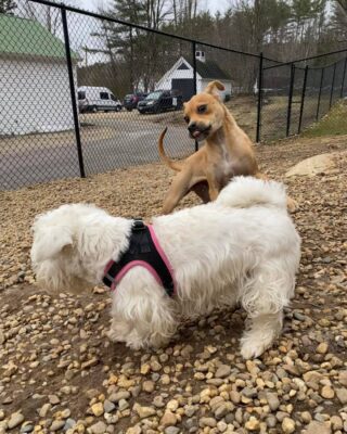 Clutch shifted into making friends on his first day!

Here at Lakes Region Pet Resort, we also offer dog training, doggy daycare, boarding (for dogs 🐶 and cats 🐱), and a special service called in-home boarding for certain dogs such as older dogs or dogs that need more attention than most. We also offer the option of a board and train so your pets can learn while you're away. 

Call or email us to schedule your pet's next stay! 
.

.

.

#doggyday #doglife #lifewithdogs #itsarufflife #doggydaycarelife #dogbehavior #caninebehavior #dogpack #lifeofadog #dogsoftheday #dogsofinsta #dogsforlife #meredith #lakewinnipesaukee #gooddogs #lakelife #doggolife #doggosofinsta #dogsofinstagram #puppies #dogtraining #obediencetraining