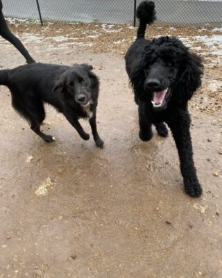 Juniper and Theo having a great Monday!

Here at Lakes Region Pet Resort, we also offer dog training, doggy daycare, boarding (for dogs 🐶 and cats 🐱), and a special service called in-home boarding for certain dogs such as older dogs or dogs that need more attention than most. We also offer the option of a board and train so your pets can learn while you're away. 

Call or email us to schedule your pet's next stay! 
.

.

.

#doggyday #doglife #lifewithdogs #itsarufflife #doggydaycarelife #dogbehavior #caninebehavior #dogpack #lifeofadog #dogsoftheday #dogsofinsta #dogsforlife #meredith #lakewinnipesaukee #gooddogs #lakelife #doggolife #doggosofinsta #dogsofinstagram #puppies #dogtraining #obediencetraining